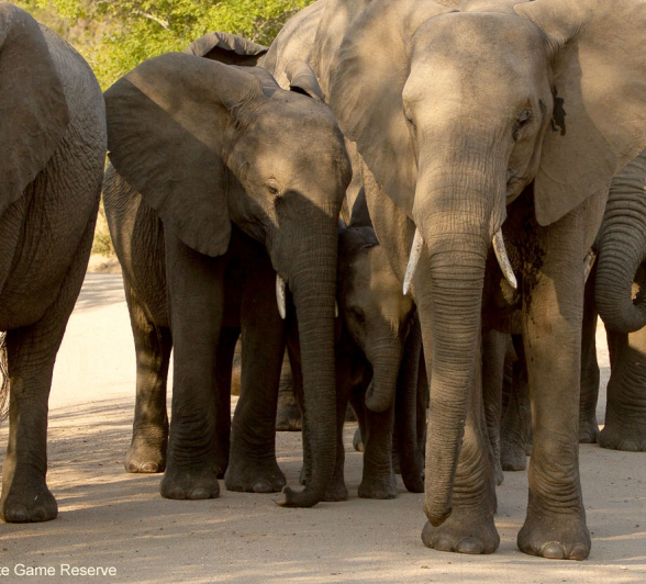 01Amy Roberts Elepahnt Herd 1 120820 Edit Final