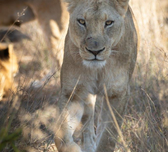 38Tyron Van Der Walt Styx Cubs 200721 Portrait 2 Final