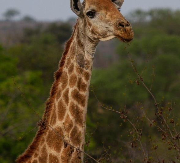 A19Amy Leigh Giraffe 1 041121 Final