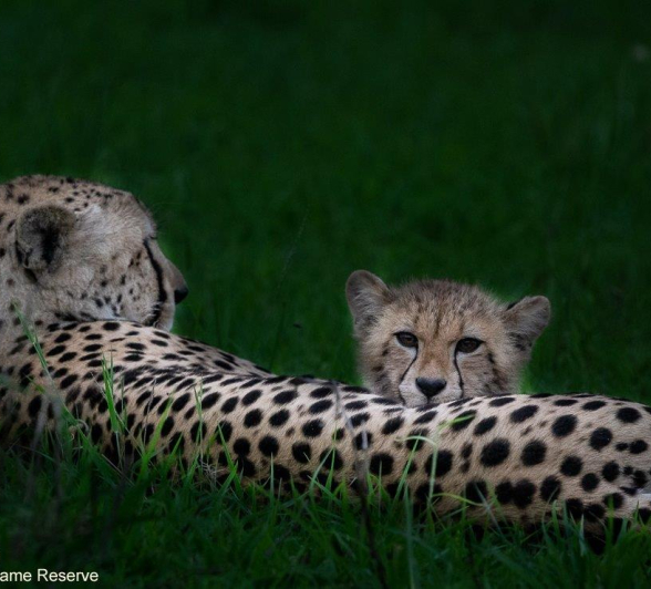 A32ronald Mutero Cheetah 08122021 3 Final A32ronald Mutero Cheetah 08122021 3 Final