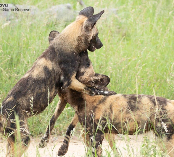 A22andries Wilddogs 271221 2 Final