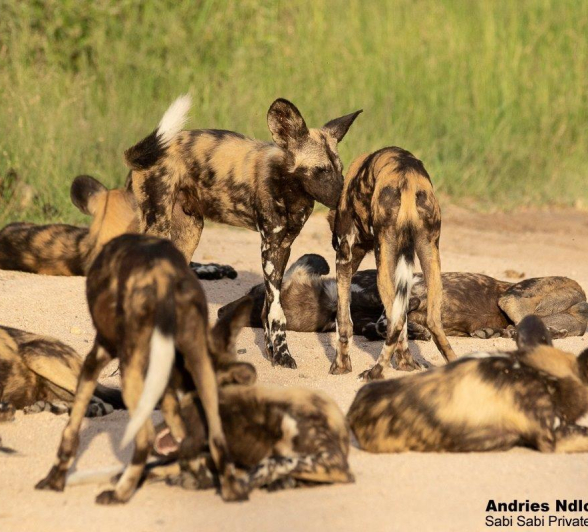 A18andries Wilddogs Wkendrecap 2 Final A18andries Wilddogs Wkendrecap 2 Final