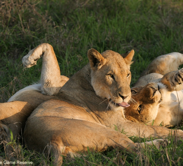 B15Erin Herbst Styx Females 1 181020 Final