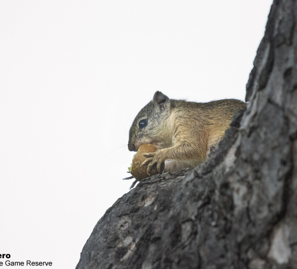 B03ronald Mutero Squirrel 24012022 B03ronald Mutero Squirrel 24012022
