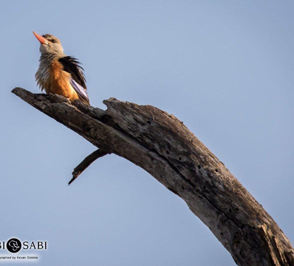 27Kevan Dobbie Grey Headed Kingfisher 2310.2 Final 27Kevan Dobbie Grey Headed Kingfisher 2310.2 Final