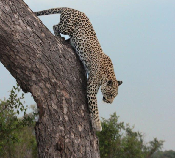 A29Dieter Lategan 20230105 Kigelia 02 Final