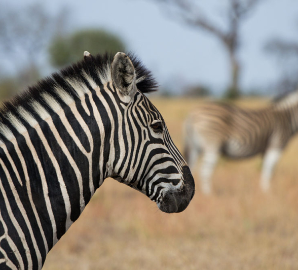 Zebra Nyoka Zebra Nyoka