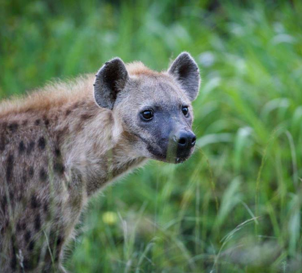Mike Palmer Hyena 1 Mike Palmer Hyena 1
