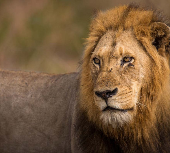 03Pravir Patel Lion03 290915 03Pravir Patel Lion03 290915