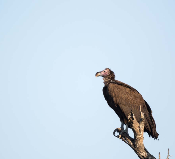 10Sheldon Hooper Lappet Faced Vulture 10Sheldon Hooper Lappet Faced Vulture