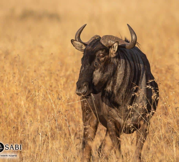 30Frederik Aucamp Blue Wildebeest 10 07 2019 Final 30Frederik Aucamp Blue Wildebeest 10 07 2019 Final