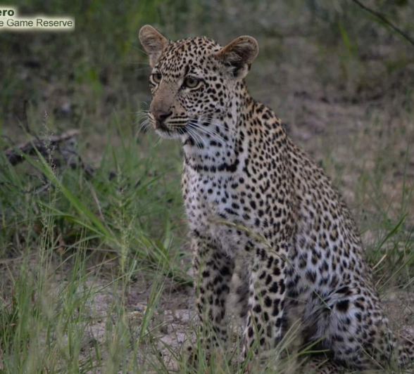 06 Ronald Mutero Scotia And Cub 04012020 6 06 Ronald Mutero Scotia And Cub 04012020 6