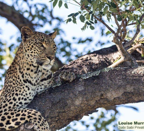 06Louise Murray Kigelia 27022020 1 Final