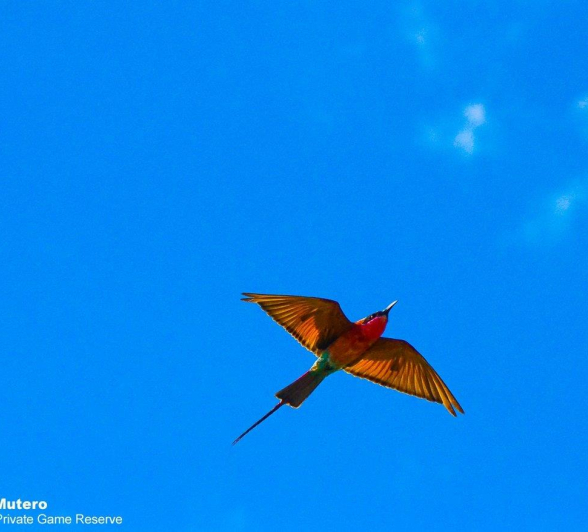 37Ronald Mutero Carmine Bee Eater 07022020   2 Final