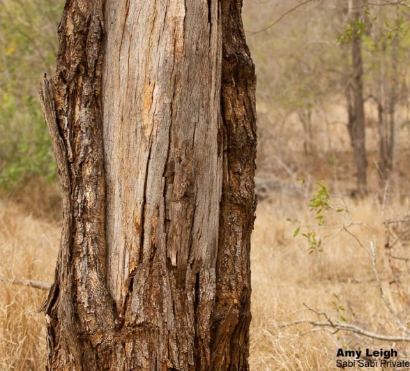 04Amy Leigh Dead Tree Scar 2 Final 04Amy Leigh Dead Tree Scar 2 Final