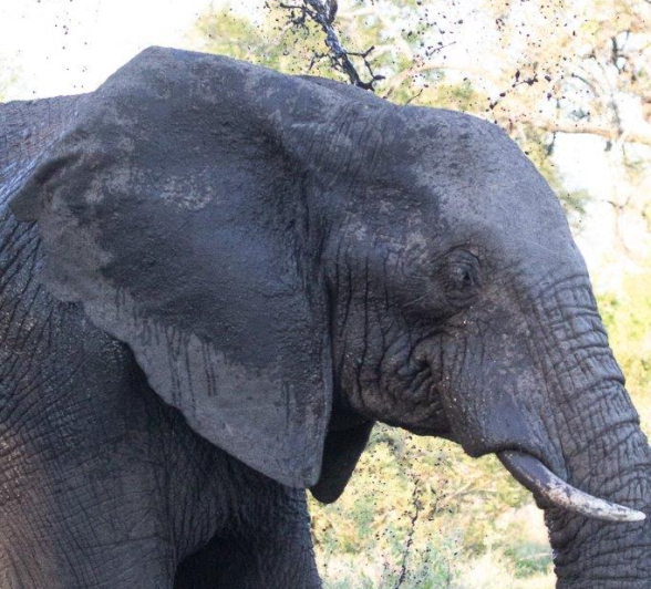 26Greg Heasman Elephant 06112020 Final 26Greg Heasman Elephant 06112020 Final