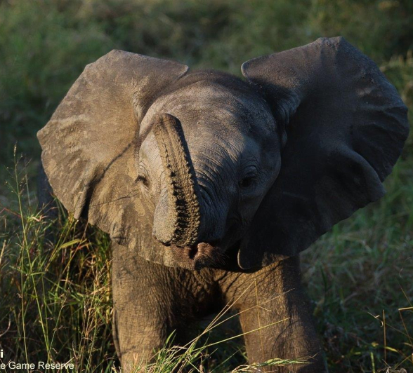 39Marco Vietti Elephants 1 090421 Final