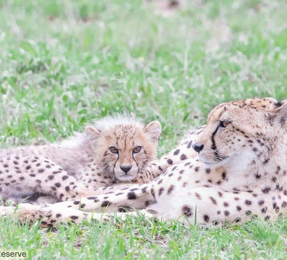 A09ronald Mutero Cheetah 23112021 Final