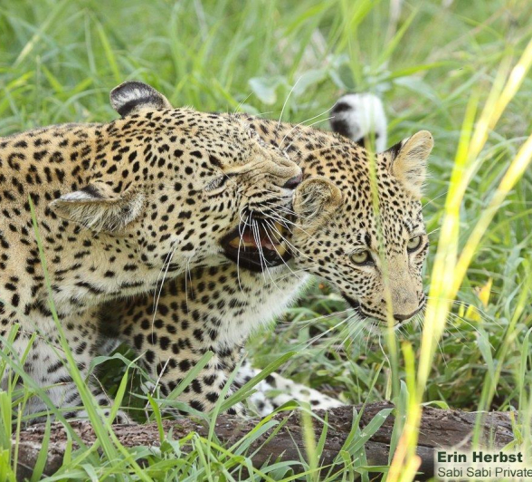 A25Erin Herbst Kigelia 2 121221 Final A25Erin Herbst Kigelia 2 121221 Final