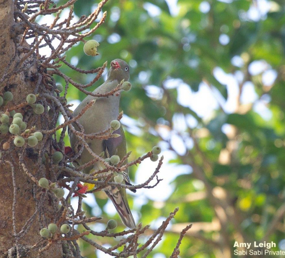 B05Amy Leigh African Green Pigeon In Fig 2 051121 Final B05Amy Leigh African Green Pigeon In Fig 2 051121 Final