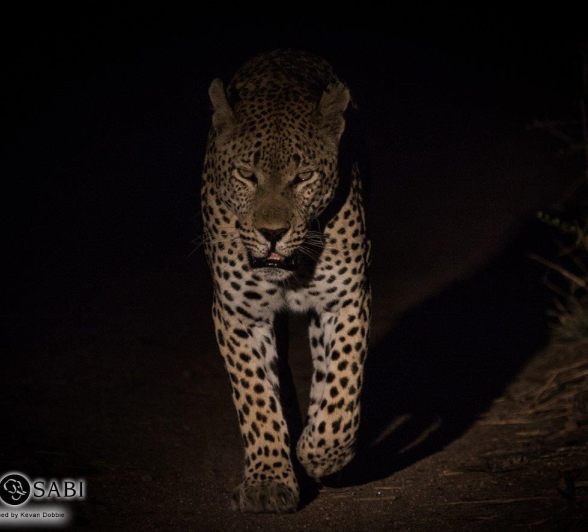 31Kevan Dobbie Maxabeni 2210.1 Final