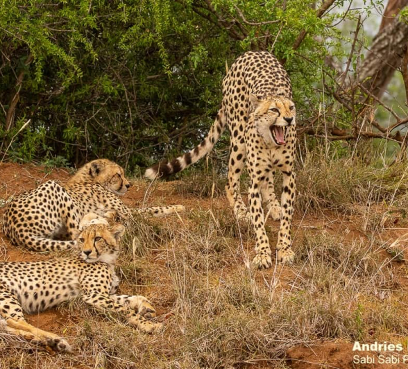 01andries Cheetah.blog 221120 Final 01andries Cheetah.blog 221120 Final