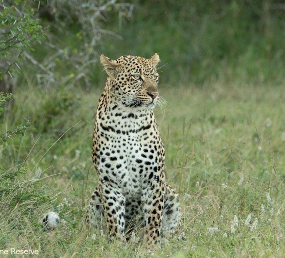 A14andries Leopard.ngumi 270522 2 Final A14andries Leopard.ngumi 270522 2 Final