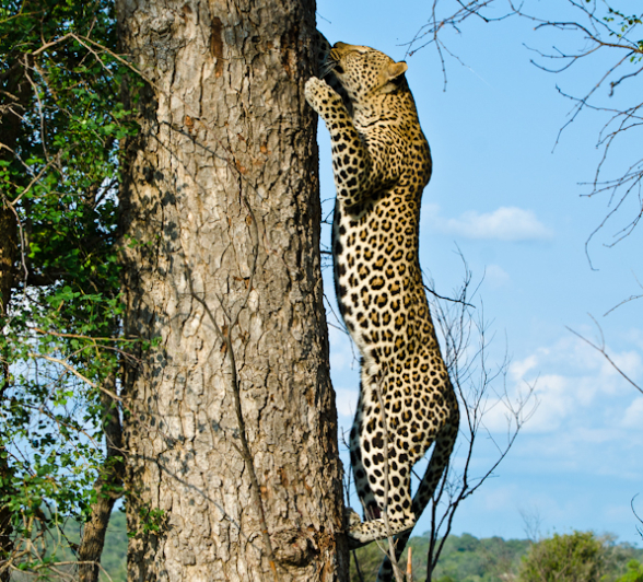 Leopard Climbing A Tree Leopard Climbing A Tree