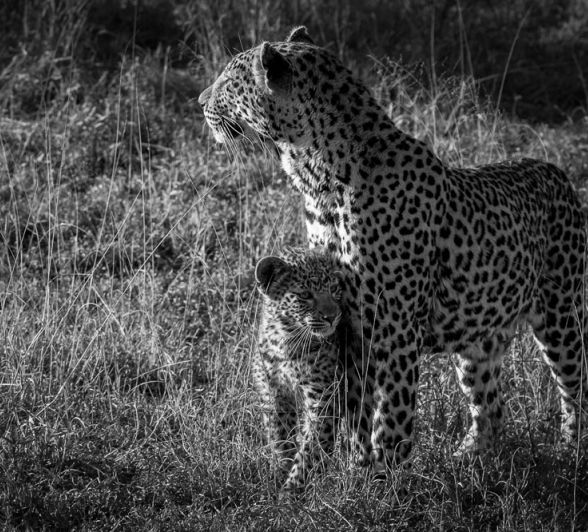 Nottins Cub 1 Nottins Cub 1