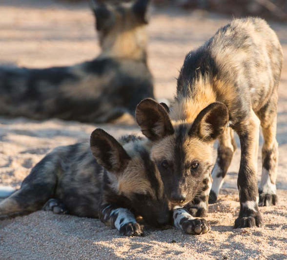 16Terry Ennever WD Pups14