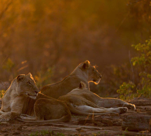 16Pravir Patel Lion04 301115 16Pravir Patel Lion04 301115
