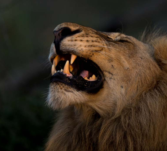 06Pravir Patel Lion 01 06Pravir Patel Lion 01