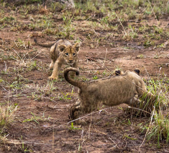 21Franscois Rosslee Spcub 1