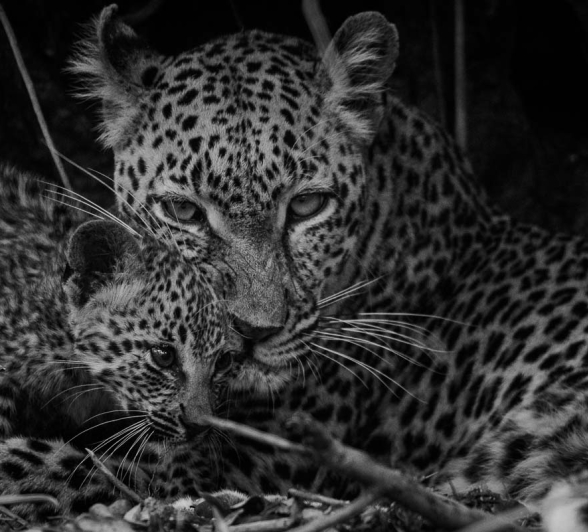 05Mike Palmer LBC Cub 090116