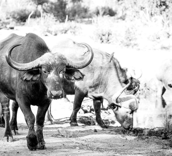 04Mike Palmer Buff Herd 150716 4