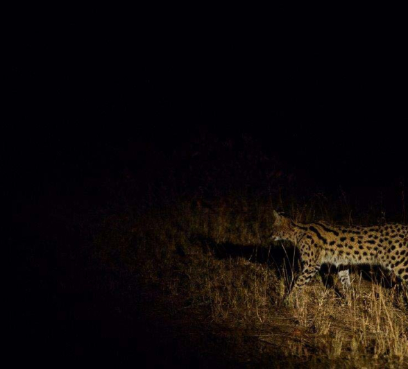 20Mike Palmer Serval 010816 20Mike Palmer Serval 010816