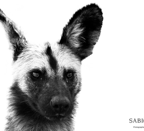 05Sheldon Hooper Dogs 19 05 17 2 Final 05Sheldon Hooper Dogs 19 05 17 2 Final