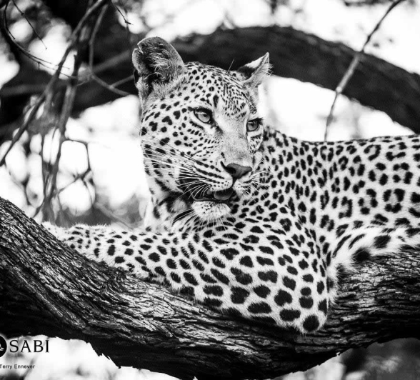 41Terry Ennever Ntsumi 25218 Final