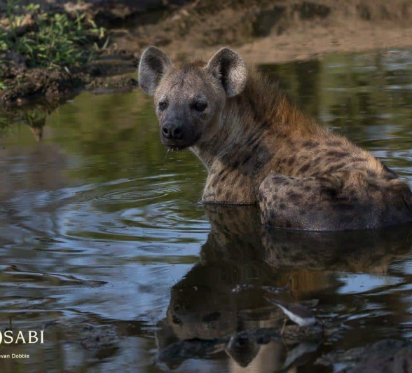 31Kevan Dobbie Hyena 191218 3 Final 31Kevan Dobbie Hyena 191218 3 Final