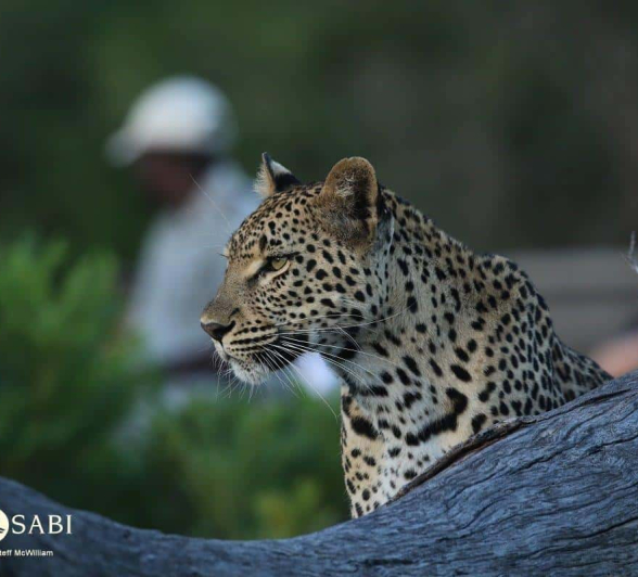 01Steff McWilliam Blog00 Final