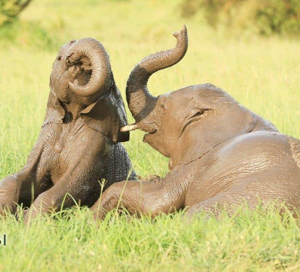 04Ally Ross 20190202 Elephant 04 Final 04Ally Ross 20190202 Elephant 04 Final