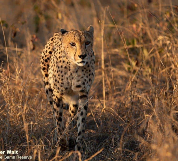 21Tyron Van Der Walt Male Cheetah 170720 1 Final 21Tyron Van Der Walt Male Cheetah 170720 1 Final