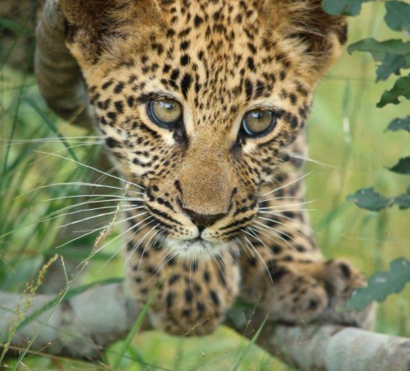 25Ally Ross 20210325 Ntsumi Cub 01  Final 25Ally Ross 20210325 Ntsumi Cub 01  Final