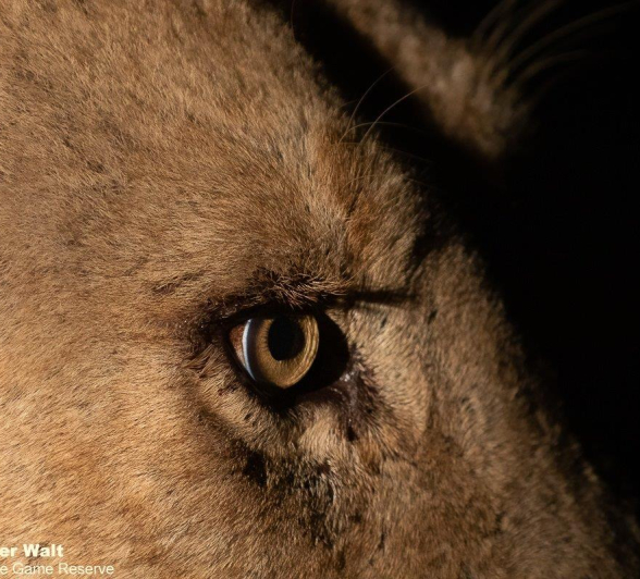 04Tyron Van Der Walt Lions 060521 2 Final