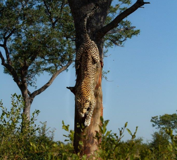 10Amy Leigh Leopard Dewane 4 130521 Final