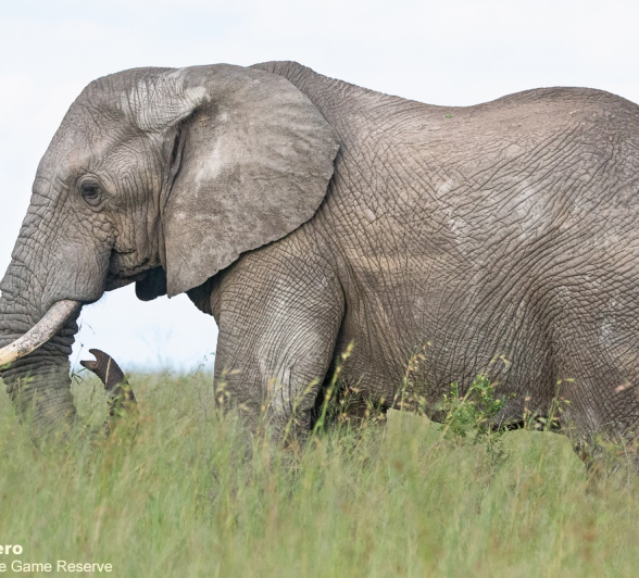 B09ronald Mutero Blog Elephants 30012022 4 Final B09ronald Mutero Blog Elephants 30012022 4 Final