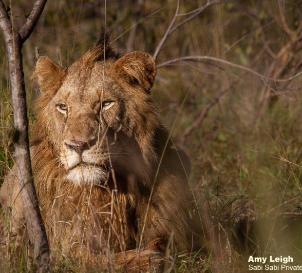 A30Amy Leigh Lion KNP 3 300622 FINAL A30Amy Leigh Lion KNP 3 300622 FINAL