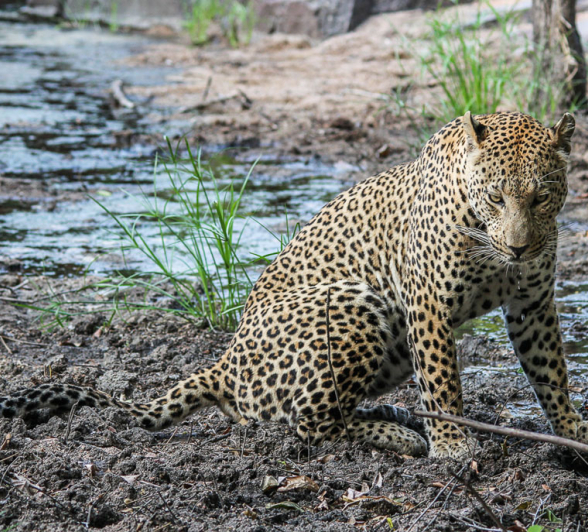 Angrypose.Franna Angrypose.Franna