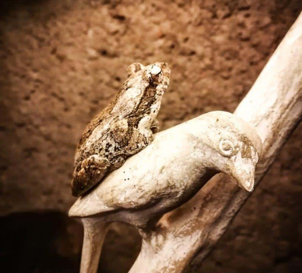 12Kerry Lee Roberg FoamNest.1 Final