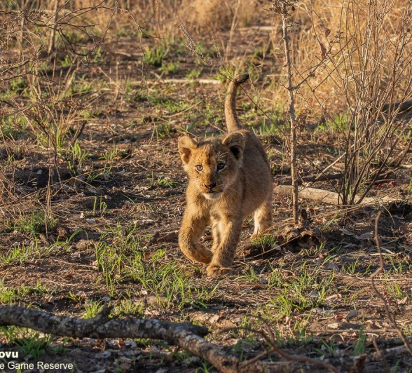 16andries Lions.styx 150621 4 FINAL 16andries Lions.styx 150621 4 FINAL